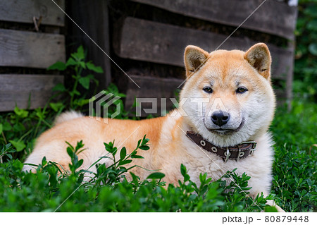 Shiba Inu puppy. Close-up outdoor portrait. Copy space. Shiba Inu puppy. Close-up outdoor portrait. Copy space. 80879448