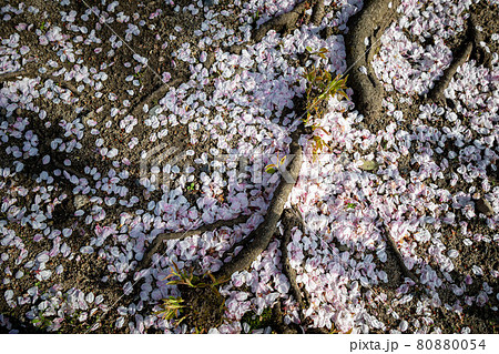 本満寺の春、地面に散り積もる桜の花弁 80880054