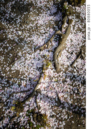 本満寺の春、地面に散り積もる桜の花弁 80880055