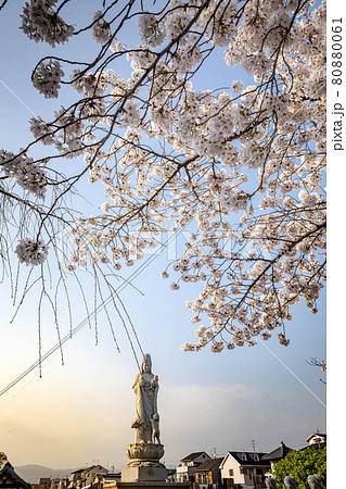 本満寺の春、墓所の観音像と満開のソメイヨシノ 本満寺の春、墓所の観音像と満開のソメイヨシノ 80880061
