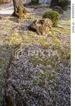 本満寺の春、苔むした地面に散り積もる銘木しだれ桜の花弁 本満寺の春、苔むした地面に散り積もる銘木しだれ桜の花弁 80880063