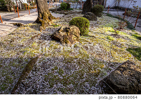 本満寺の春、苔むした地面に散り積もる銘木しだれ桜の花弁 本満寺の春、苔むした地面に散り積もる銘木しだれ桜の花弁 80880064