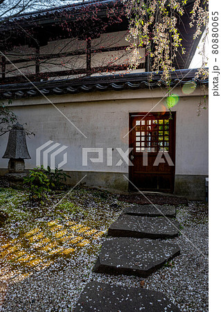 本満寺の春、銘木・しだれ桜、苔むした庭の露地に散り積もる花弁 本満寺の春、銘木・しだれ桜、苔むした庭の露地に散り積もる花弁 80880065