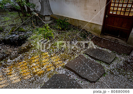 本満寺の春、銘木・しだれ桜、苔むした庭の露地に散り積もる花弁 80880066