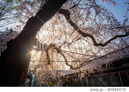 水火天満宮の春、銘木のベニシダレザクラに春の淡い日差し 80880070