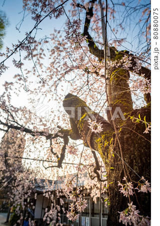 水火天満宮の春、銘木のベニシダレザクラに春の淡い日差し 80880075
