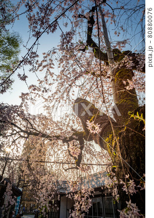 水火天満宮の春、銘木のベニシダレザクラに春の淡い日差し 80880076