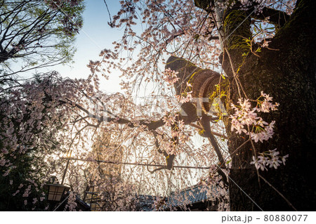 水火天満宮の春、銘木のベニシダレザクラに春の淡い日差し 80880077