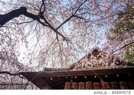 水火天満宮の春、銘木のベニシダレザクラと拝殿 80880078