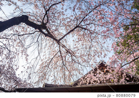 水火天満宮の春、銘木のベニシダレザクラと拝殿 80880079