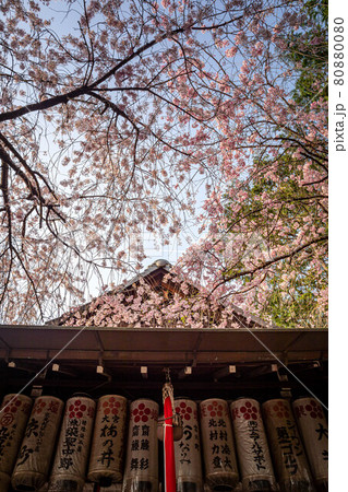水火天満宮の春、銘木のベニシダレザクラと拝殿 80880080