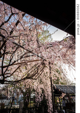 水火天満宮の春、銘木のベニシダレザクラ 80880082