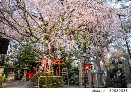 水火天満宮の春、銘木のベニシダレザクラ 80880083