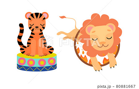 Circus Tiger And Lion Animal Performing Trick のイラスト素材