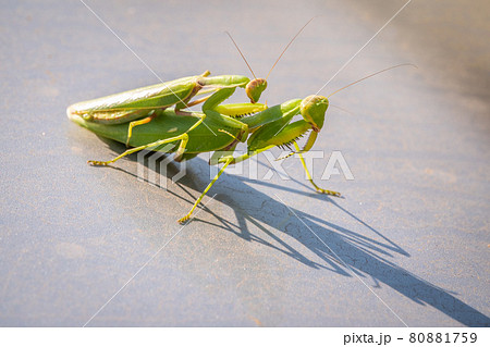 Mating of a pair of praying mantises. Close up of pair of European mantis or Praying mantis copulating in nature. 80881759