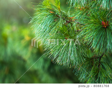 Cedar branches with long fluffy needles with a beautiful blurry background. Cedar branches with fresh shoots in spring. Cedar branches with long fluffy needles with a beautiful blurry background. Cedar branches with fresh shoots in spring. 80881768