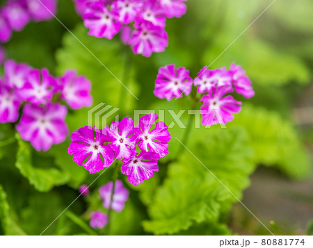Japanese primrose, Primula sieboldii, Known also as Asiatic primrose and Cortusoides primula. Another scientific name is Primula patens. 80881774