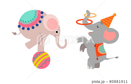 Circus Elephant Animal Performing Trick のイラスト素材