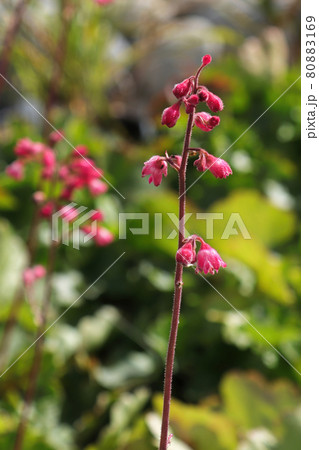 A tall stalk of pink flowers on a heuchera plant A tall stalk of pink flowers on a heuchera plant 80883169