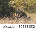 Lion and lioness sitting in a field together. 80883652