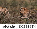 Lion and lioness sitting in a field together. 80883654