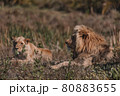 Lion and lioness sitting in a field together. 80883655