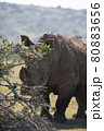 White rhino grazing in a field.  80883656