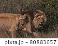 Lion and lioness sitting in a field together. 80883657