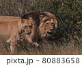 Lion and lioness sitting in a field together. 80883658