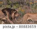 Lion and lioness sitting in a field together. 80883659