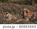 Lion and lioness sitting in a field together. 80883660