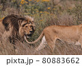 Lion and lioness sitting in a field together. 80883662