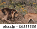 Lion and lioness sitting in a field together. 80883666