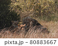 Lion and lioness sitting in a field together. 80883667