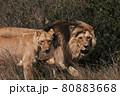 Lion and lioness sitting in a field together. 80883668