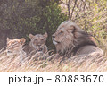Lion and lioness sitting in a field together. 80883670