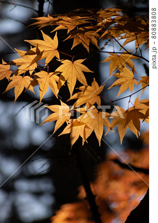 逆光の黄葉したモミジ 80883808