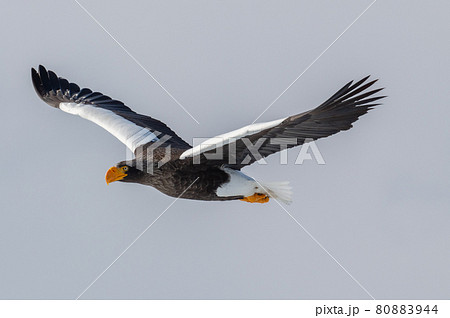 知床　冬 80883944