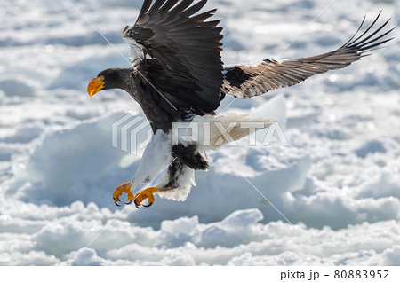 知床　冬 80883952