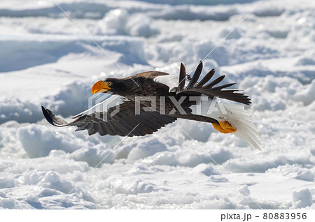 知床　冬 80883956