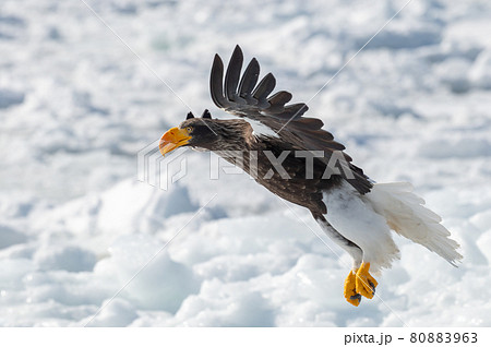 知床 冬 知床 冬 80883963