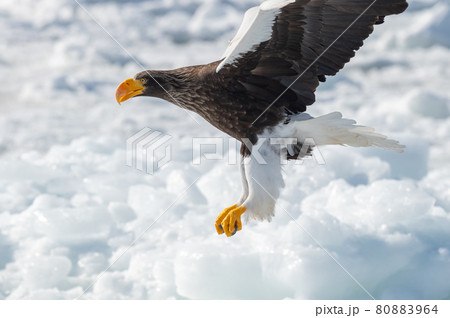 知床 冬 知床 冬 80883964