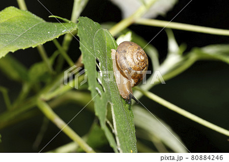 オナジマイマイ 80884246