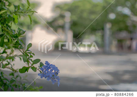 染井吉野桜記念公園/東京都豊島区駒込 染井吉野桜記念公園/東京都豊島区駒込 80884266