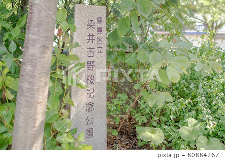 染井吉野桜記念公園/東京都豊島区駒込 染井吉野桜記念公園/東京都豊島区駒込 80884267