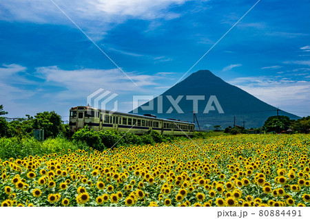 西大山駅のひまわり畑と開聞岳：鹿児島県指宿市にある西大山駅はJR日本最南端の駅として知られる 80884491