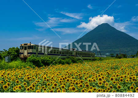 西大山駅のひまわり畑と開聞岳：鹿児島県指宿市にある西大山駅はJR日本最南端の駅として知られる 80884492