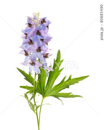 Delphinium flower isolated on white background. Beautiful summer flowers. Delphinium flower isolated on white background. Beautiful summer flowers. 80885490