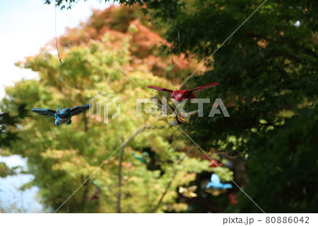 かえる寺　如意輪寺 80886042