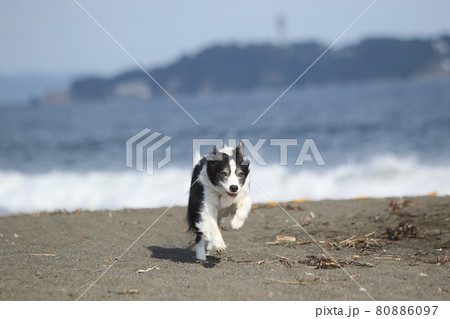 海岸の砂浜で楽しそうに走る白黒のボーダーコリーの写真素材